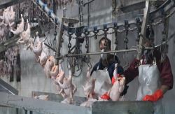 عرضه مرغ با قیمت بالای 60 هزار تومان تخلف است/ ایران هاب صادرات خوراک دام منطقه‌ می‌شود
