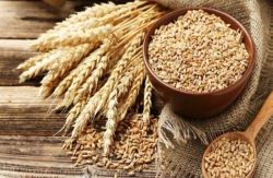امسال ۷ میلیون و ۱۴۸ هزار تن گندم از کشاورزان خریداری شد