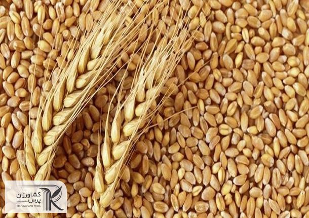 تداوم رشد قیمت کالاهای اساسی در سال جدید میلادی/ قیمت گندم 7 دلار در یک روز افزایش یافت