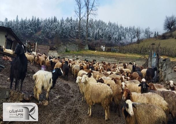توصیه برای مقابله با بیماری‌های دامی در زمستان