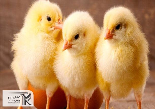 رد ادعای معدوم‌سازی 15 میلیون قطعه جوجه یک‌روزه از سوی تولیدکنندگان مرغ
