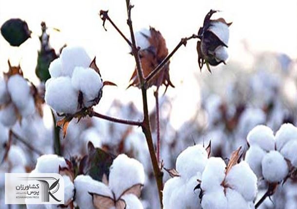 پیش‌بینی رشد 20 درصدی تولید طلای سفید/ تسهیلات ۹۰ میلیاردی برای خرید کمباین پنبه