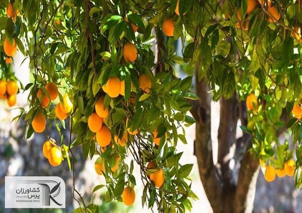 4 مشکل باغداران‌ در فروش مرکبات/‌ اتحادیه‌‌ها برای خرید میوه‌‌های نوروزی از باغدار تعلل می‌کنند