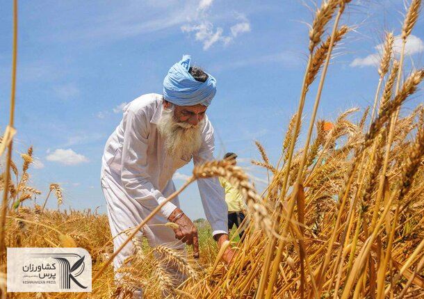 سیاست جدید هند برای حمایت از تولید کنندگان محصولات اساسی کشاورزی