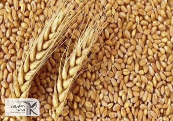 تداوم رشد قیمت کالاهای اساسی در سال جدید میلادی/ قیمت گندم 7 دلار در یک روز افزایش یافت