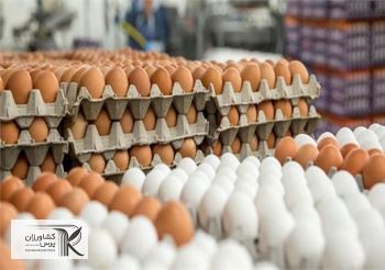 اختلاف فاحش قیمت تخم مرغ درب مرغداری و فروشگاه به جیب چه کسانی می‌رود