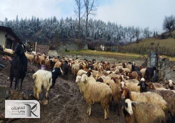توصیه برای مقابله با بیماری‌های دامی در زمستان