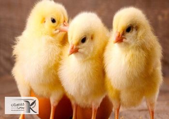 رد ادعای معدوم‌سازی 15 میلیون قطعه جوجه یک‌روزه از سوی تولیدکنندگان مرغ