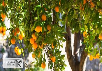 4 مشکل باغداران‌ در فروش مرکبات/‌ اتحادیه‌‌ها برای خرید میوه‌‌های نوروزی از باغدار تعلل می‌کنند