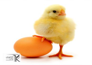 عرضه تخم مرغ با قیمت جدید