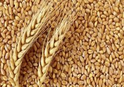 تداوم رشد قیمت کالاهای اساسی در سال جدید میلادی/ قیمت گندم 7 دلار در یک روز افزایش یافت