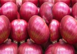 افزایش دو برابری عوارض صادرات پیاز سیگنال برای ارزانی بازار