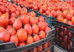 عوارض صادرات محصولات آب‌بر برای تقویت تولید کالاهای اساسی دو برابر شد