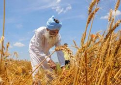 سیاست جدید هند برای حمایت از تولید کنندگان محصولات اساسی کشاورزی