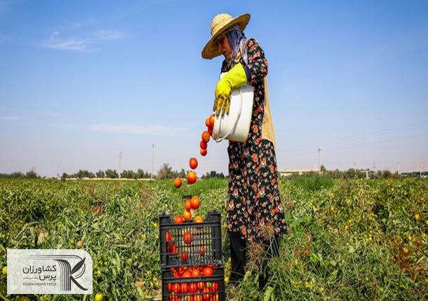 عوارض صادرات گوجه فرنگی زراعی 70 درصد باقی ماند