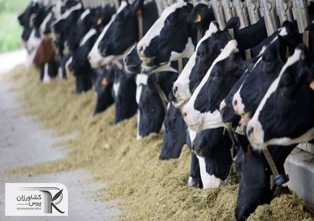 تولید قراردادی گوشت قرمز و فروش مدت‌دار نهاده‌های دامی اجرا می‌شود
