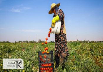 عوارض صادرات گوجه فرنگی زراعی 70 درصد باقی ماند
