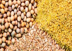 مطالبه وارد کنندگان نهاده از بانک مرکزی برای تخصیص ارز