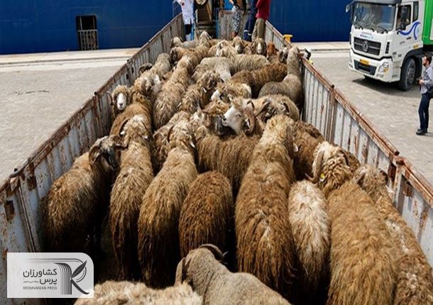 سرنخ‌های جدید از دلایل گرانی گوشت قرمز/ تلاش قاچاقچیان‌ برای جمع‌آوری دام زنده‌ و انتقال به کشورهای همسایه