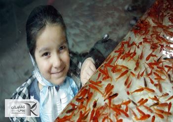 چند نکته درباره ماهی‌های قرمز سفره هفت‌‌سین/ ماهی‌‌ قرمزها تا ‌5 سال هم عمر می‌کنند‌