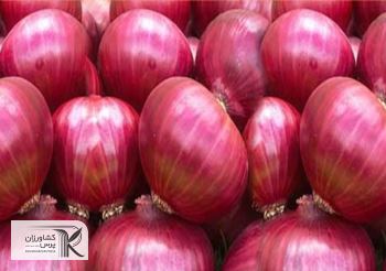 قیمت پیاز با عرضه گسترده محصول مناطق جنوب کاهش یافت