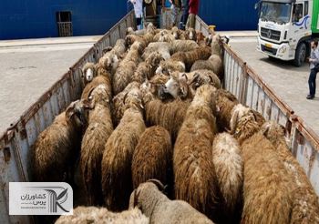 سرنخ‌های جدید از دلایل گرانی گوشت قرمز/ تلاش قاچاقچیان‌ برای جمع‌آوری دام زنده‌ و انتقال به کشورهای همسایه