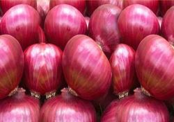 قیمت پیاز با عرضه گسترده محصول مناطق جنوب کاهش یافت