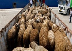 سرنخ‌های جدید از دلایل گرانی گوشت قرمز/ تلاش قاچاقچیان‌ برای جمع‌آوری دام زنده‌ و انتقال به کشورهای همسایه